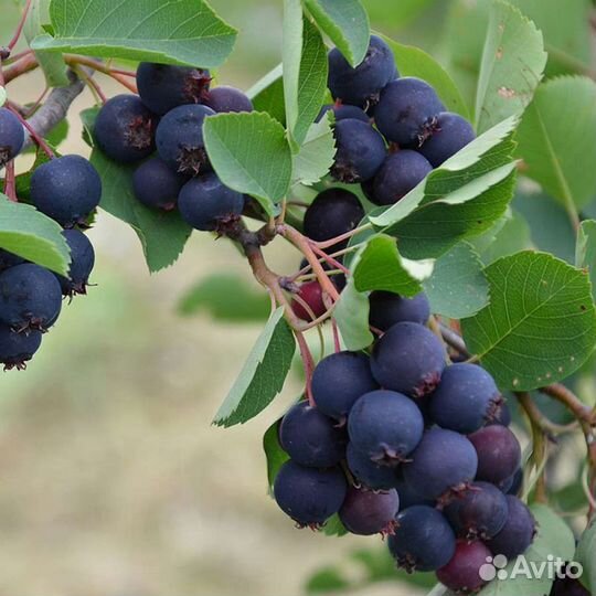 Ирга обыкновенная окс