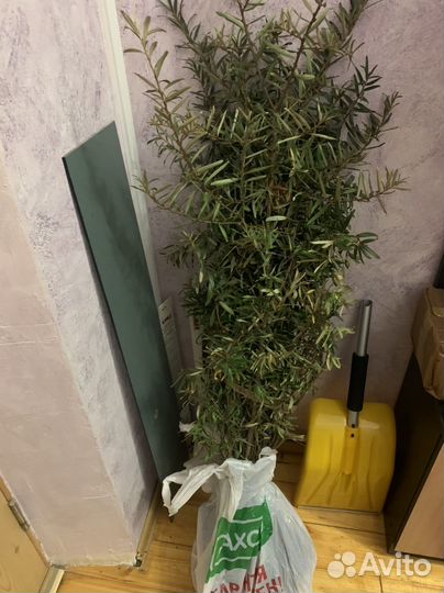 Облепиха саженцы