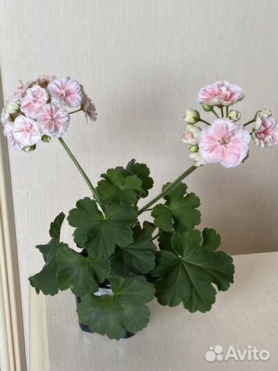 Пеларгония герань