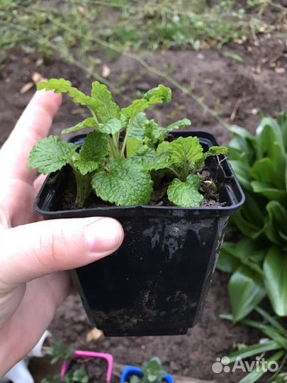 Мята перечная и мелисса