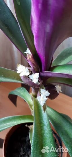 Денежное дерево- талисман богатства и удачи