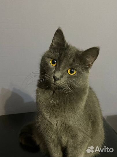 Кошечка Ева