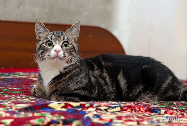 Кот Сеня 8.5 мес