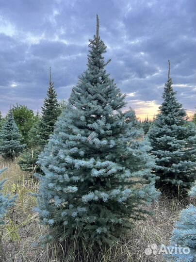 Ель Глаука Голубая Колючая в стрижке Пунгенс