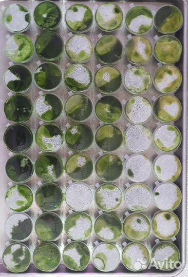 Замороженный сок из проростков пшеницы (витграсс)