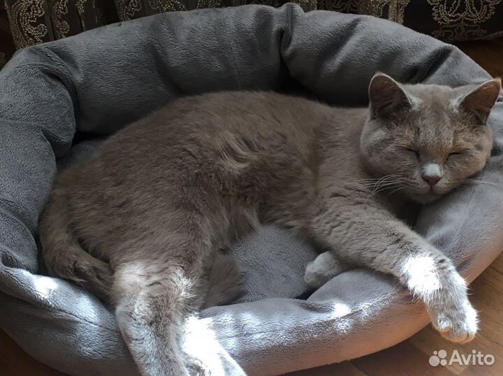 Британская