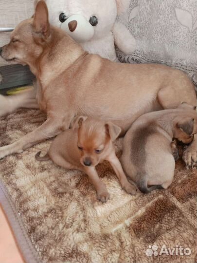 Той-терьер щенки