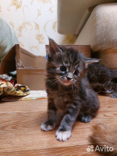 Котята мейн-кун