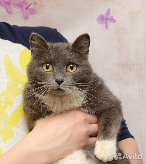 Кошка молодая