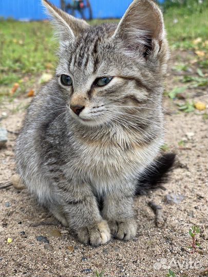 Котенок девочка в добрые руки