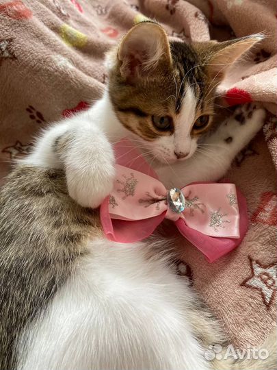 Котёнок девочка, 2 мес. в ответственные руки