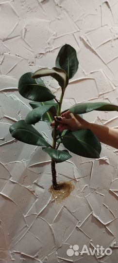 Фикус робуста