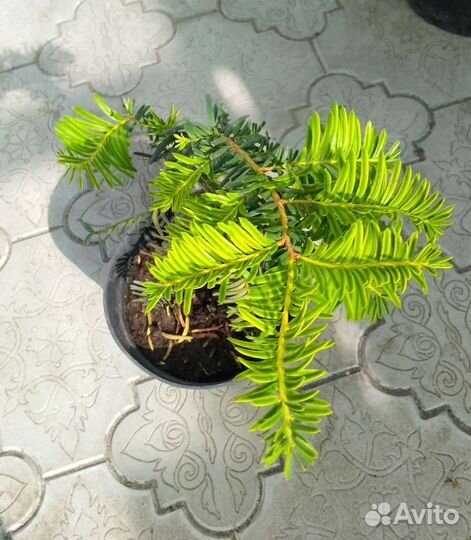 Тис ягодный