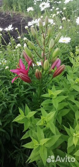 Ромашки крупные