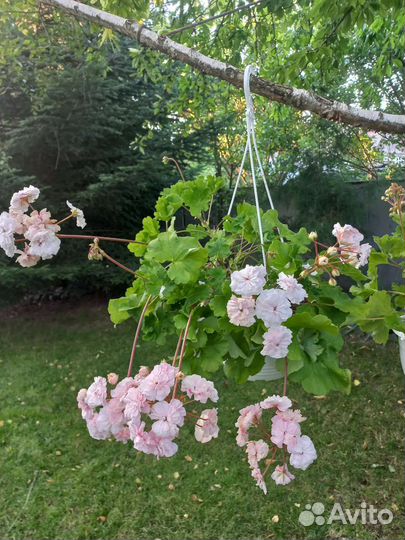 Сортовая Пеларгония 