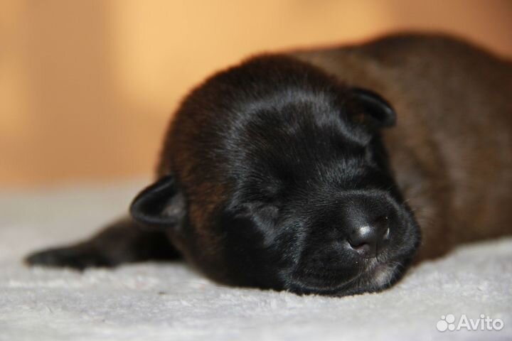 Щенки бельгийской овчарки малинуа