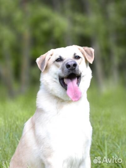 Домашняя собака в дар