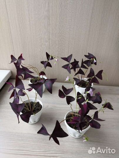 Кислица оксалис (бабочка)