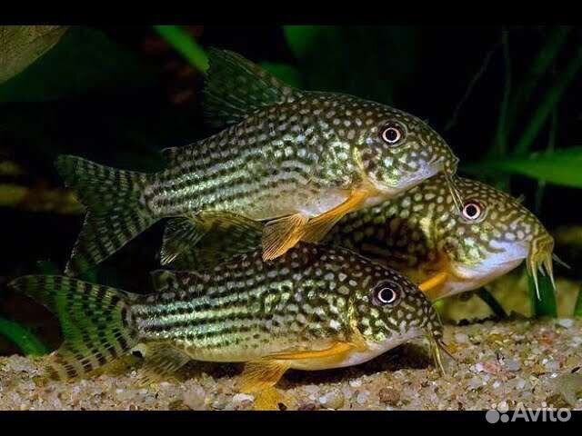 Аквариумные рыбки, растения