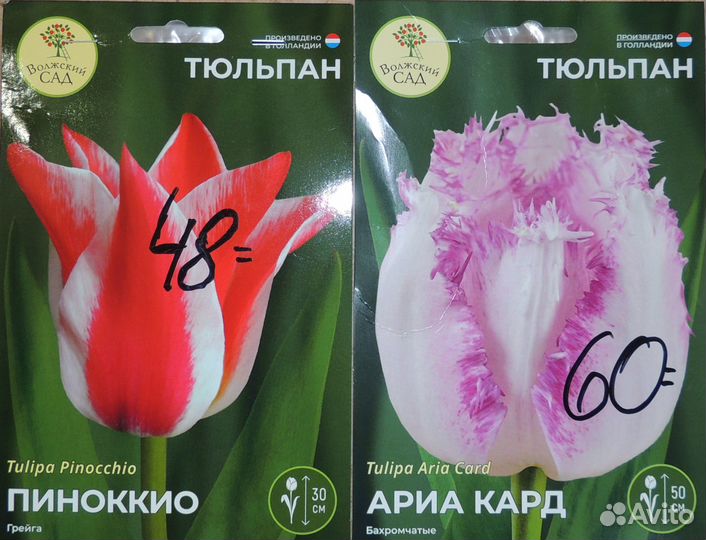 Тюльпан. Нарцисс. Гиацинт. Крокус