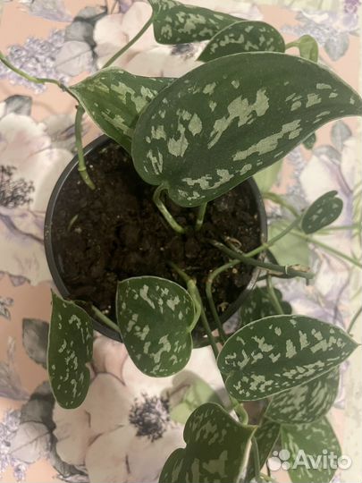 Сциндапсус пиктус