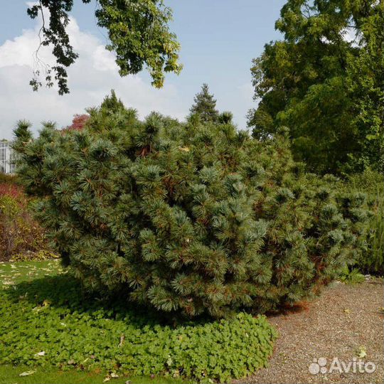 Кедровый стланик семена