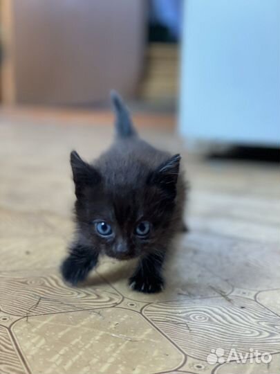 Котята бесплатно