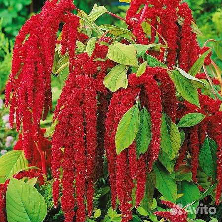 Рассада амаранта