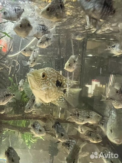 Бриллиантовый попугай рыба