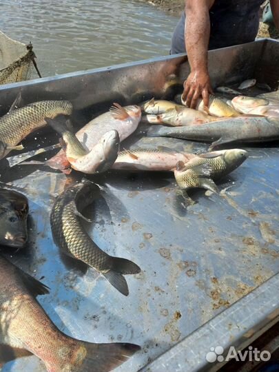 Живая рыба оптом карп толстолобик амур