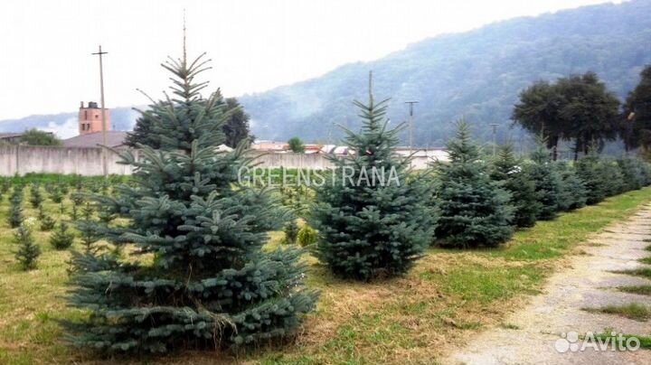 Ель колючая голубая Glauca - extra/300 cм (формиро