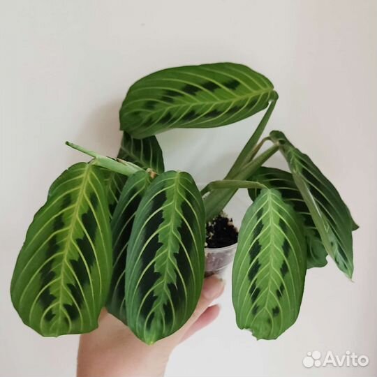 Маранта лемон лайм