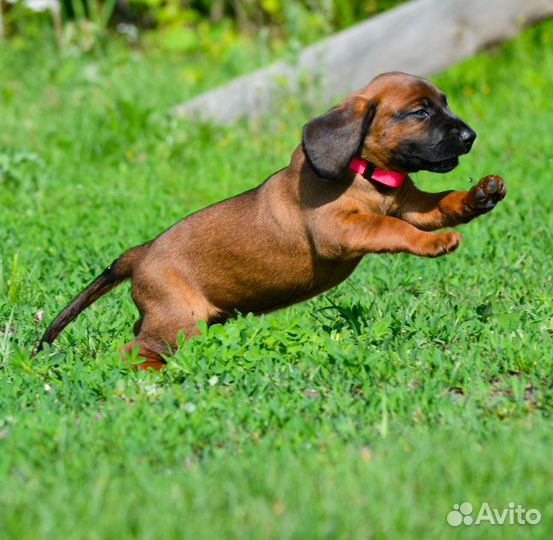 Баварская Горная Гончая красотка