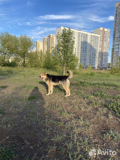 Собака в добрые руки