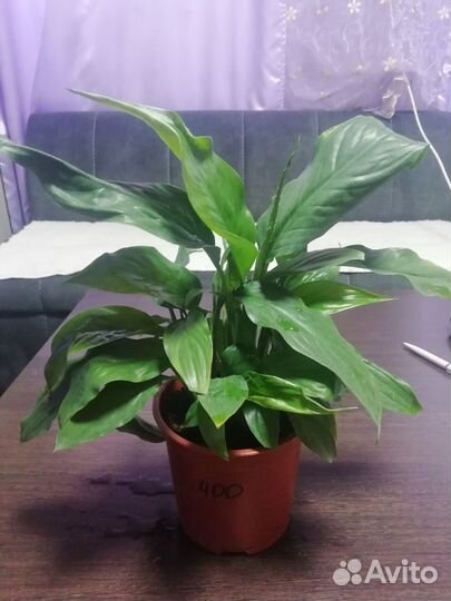 Спатифиллум