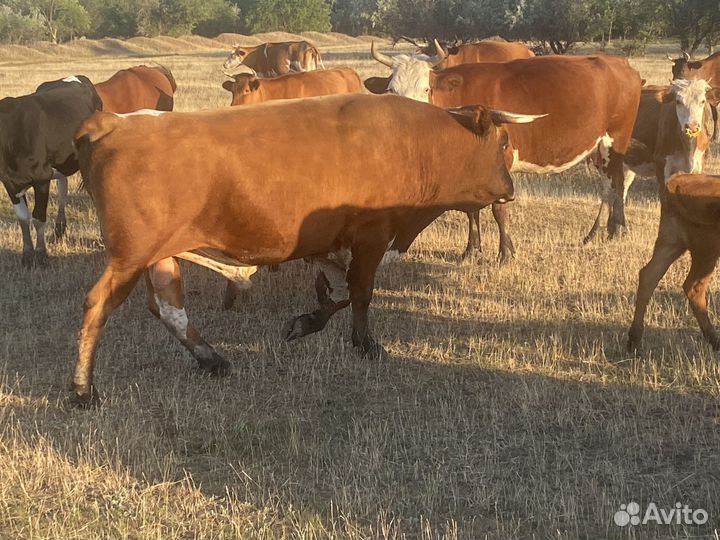 Быки и телки