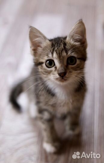 Кошечка в добрые руки