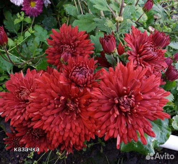 Хризантемы мультифлоры и корейские