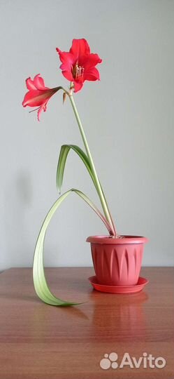 Гиппиаструм