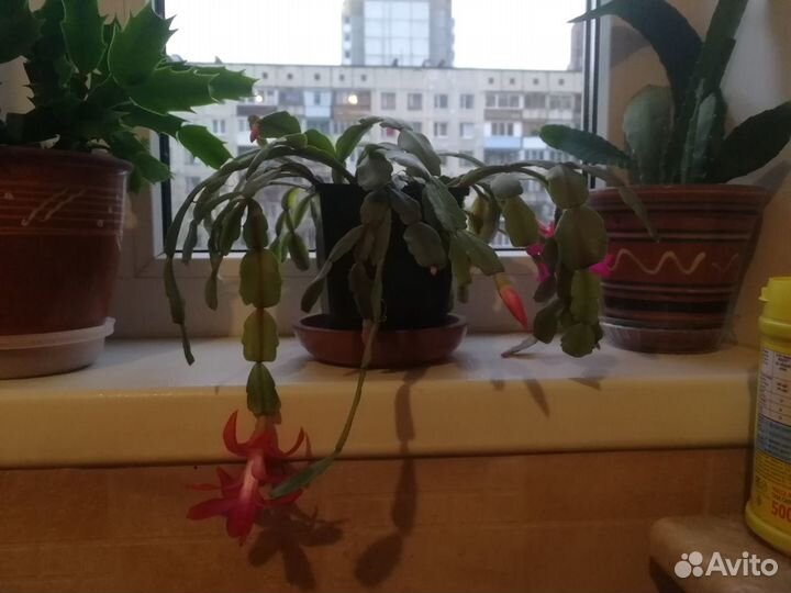 Декабристы