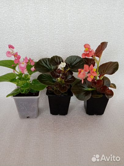 Бегония вечноцветущая, бальзамин, дихондра