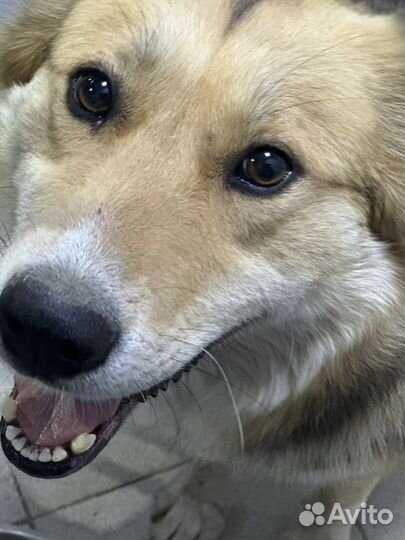 Спасите с отлова собачку