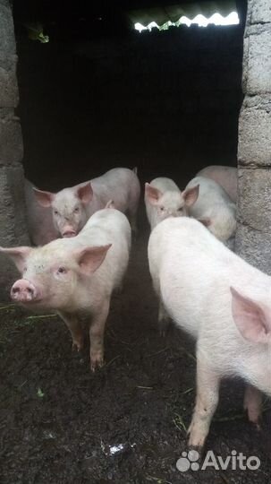 Поросята