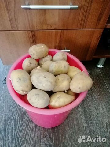 Картофель Адретта семенной(едовая) купить в Абакане по низкой цене ...