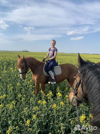 Конные прогулки