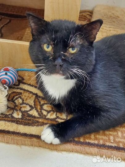 Кот Лучиано