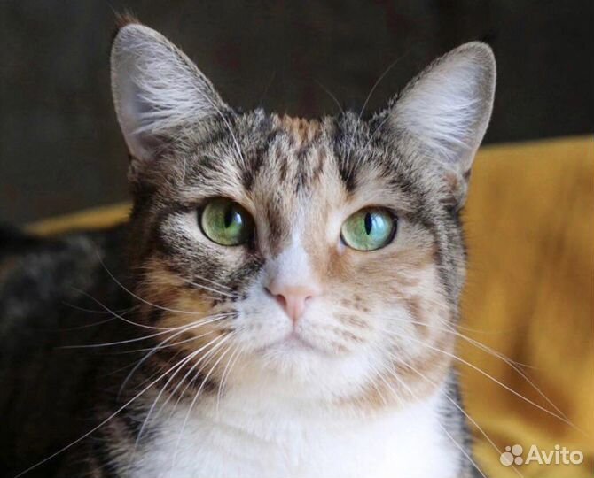 Возьмите Солнышко в дом