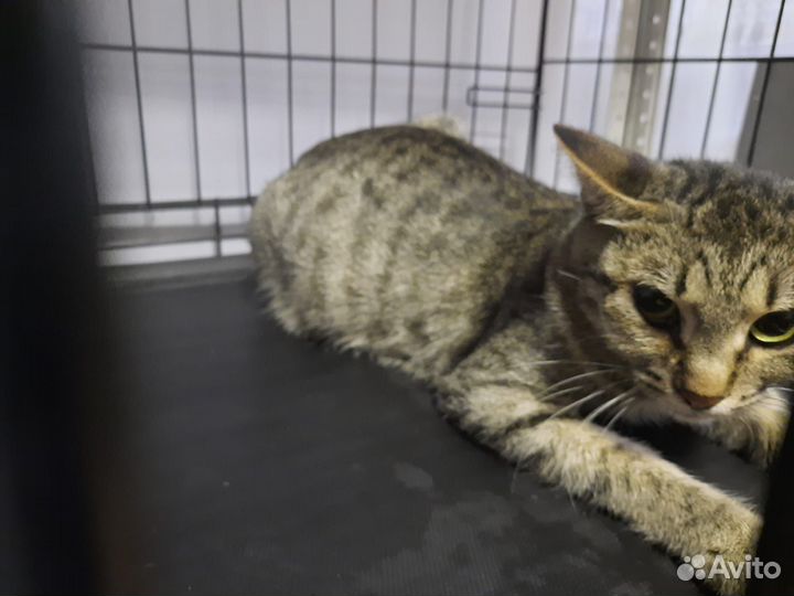 Спасите Софу