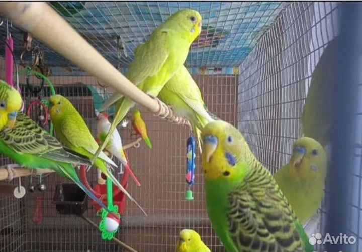 Волнистый попугай / Волнистые попугаи