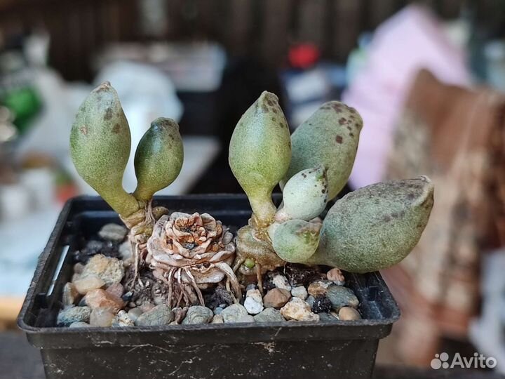 Адромискусы 2